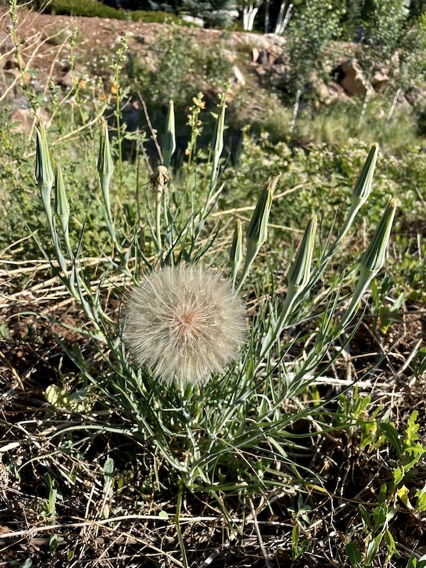 Name:  Flagstaff flower.jpeg
Views: 4238
Size:  285.4 KB