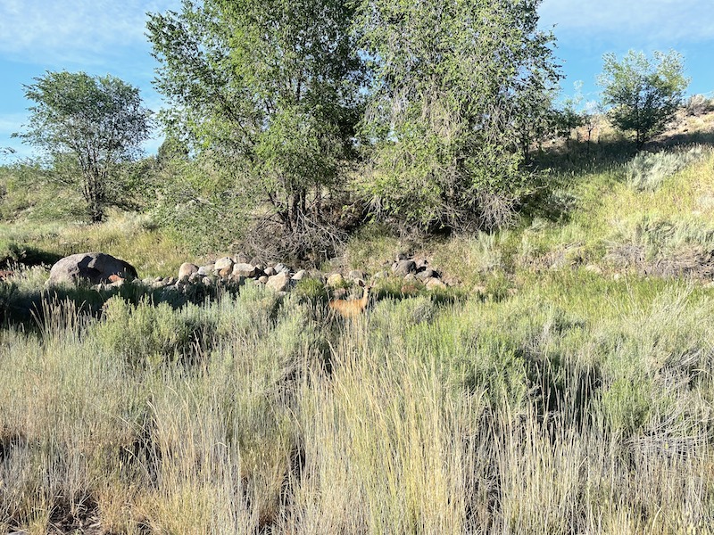 Name:  Durango Run deer.jpeg
Views: 3551
Size:  307.8 KB