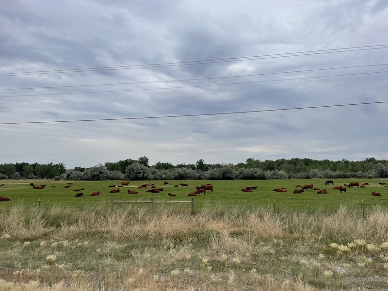 Name:  Montana Cows.jpeg
Views: 3473
Size:  132.9 KB