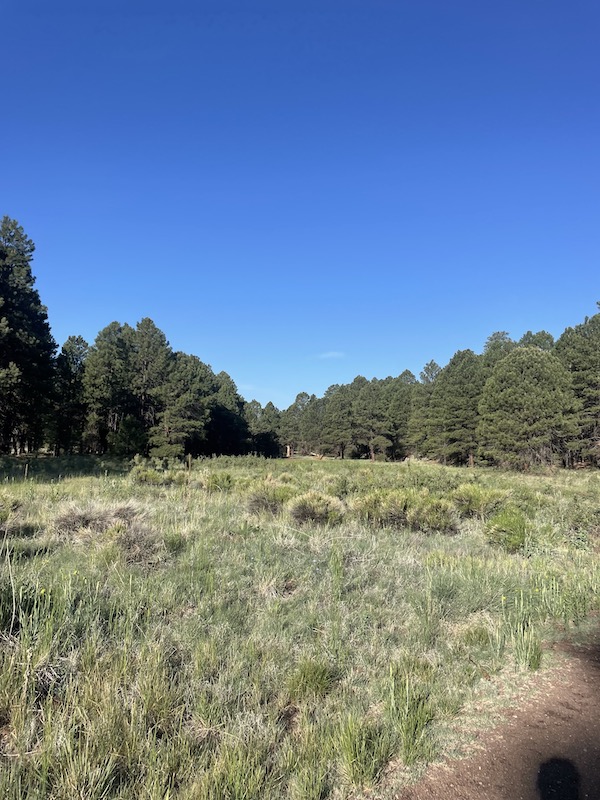 Name:  Flagstaff meadow.jpeg
Views: 4199
Size:  172.0 KB