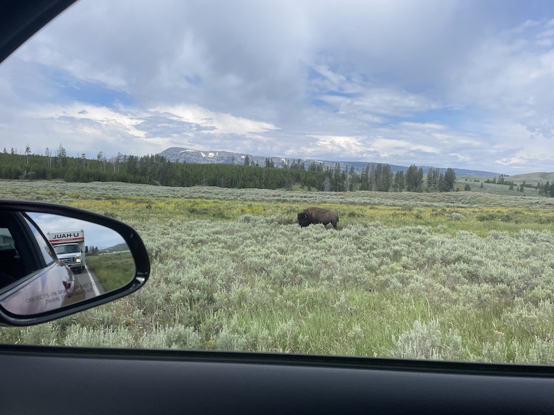 Name:  Bison to the right.jpeg
Views: 4241
Size:  140.6 KB