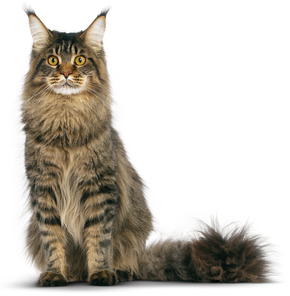 Name:  Tabby_Maine_Coon_Cat.jpg
Views: 827
Size:  1.09 MB
