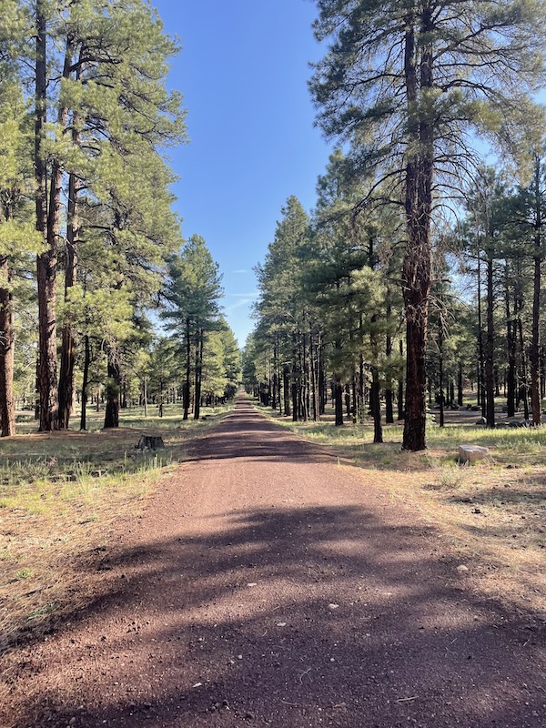 Name:  flagstaff trail pines.jpeg
Views: 4273
Size:  269.4 KB