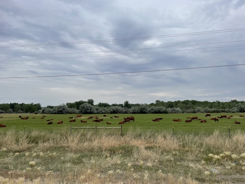 Name:  Montana Cows.jpeg
Views: 3902
Size:  132.9 KB