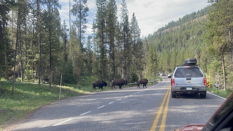 Name:  yellowstone traffic.JPG
Views: 3721
Size:  185.1 KB