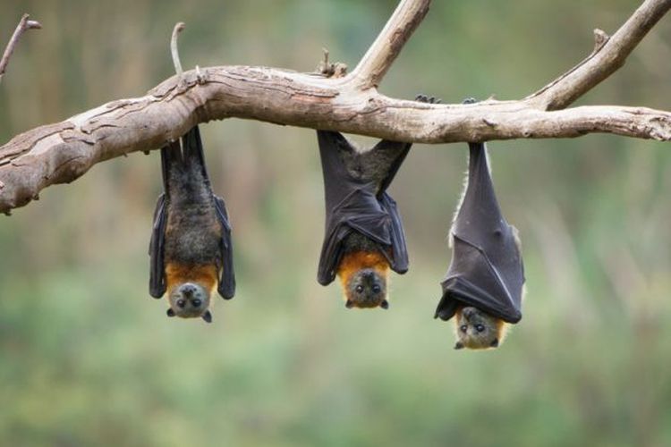 Name:  Bats_Upside.jpg
Views: 145
Size:  38.9 KB