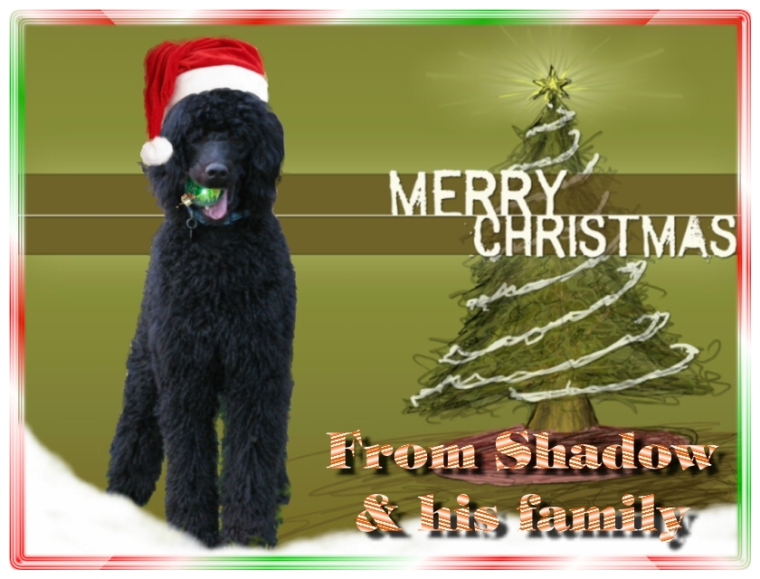 Name:  shadow-christmas-card-3.jpg
Views: 34846
Size:  291.5 KB