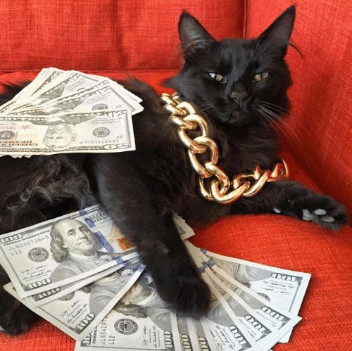 Name:  Gangsta_Cat_2.jpg
Views: 696
Size:  58.3 KB