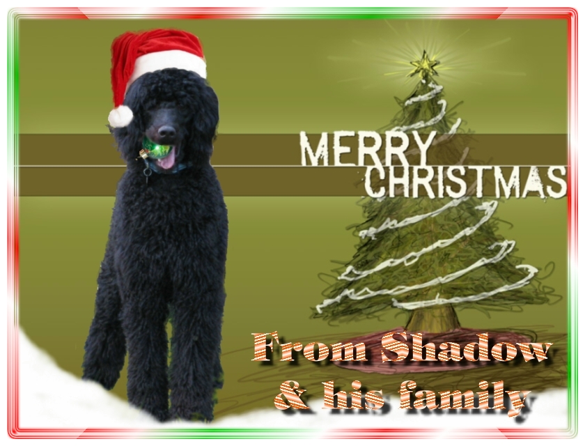 Name:  shadow-christmas-card-3.jpg
Views: 35346
Size:  291.5 KB