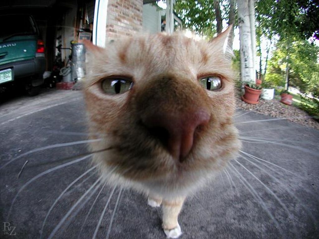 Name:  Cat_Camera.jpg
Views: 1162
Size:  116.7 KB