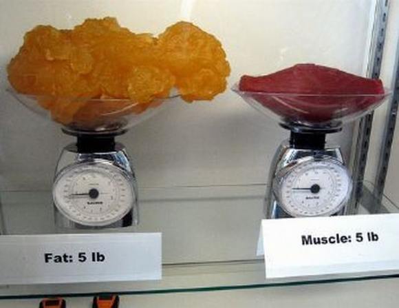Name:  Fat and muscle..jpg
Views: 3303
Size:  27.6 KB