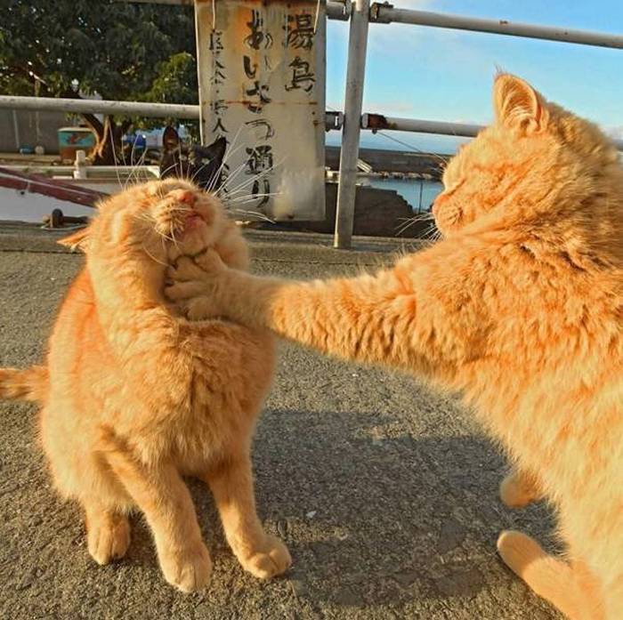 Name:  Catfight.jpg
Views: 364
Size:  81.3 KB