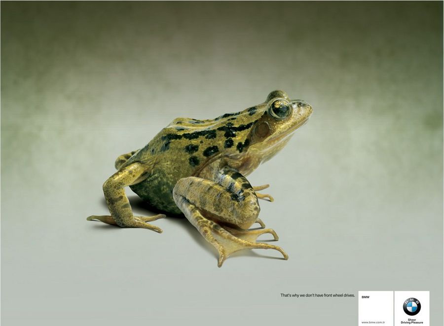 Name:  frog.jpg
Views: 4128
Size:  45.8 KB