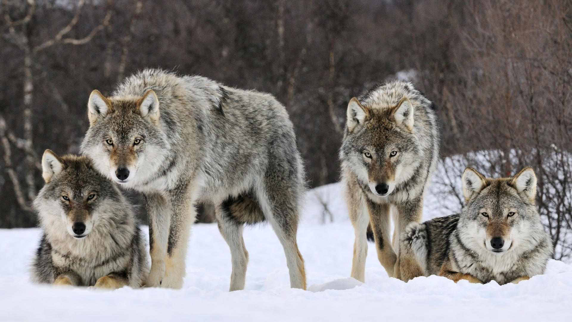 Name:  Wolfpack.jpg
Views: 2202
Size:  194.3 KB